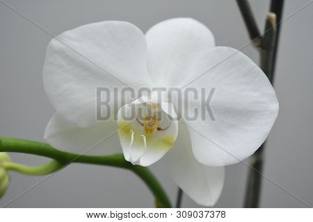 White Flower In A House, An Orchid.