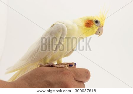 The Yellow-white Corella Lutino Sits On Her Arm And Looks Intently At Something, Against A White Bac