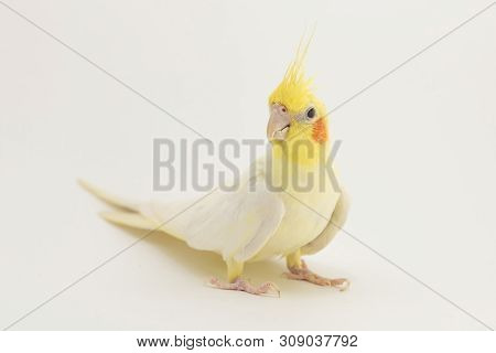 The Yellow-white Corella Lutino, During The Molting, Sits Half-sided, On A White Background For Any 