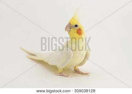 The Yellow-white Corella Lutino, During The Molting, Sits Half-sided, On A White Background For Any 