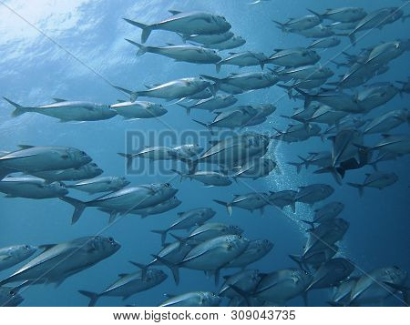 Closeup With School Of Black Jack, Black Trevally, Black Kingfish, Coal Fish Or Black Ulua During A 