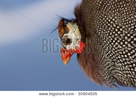 ไก่หนูเช่นหญิงชรา