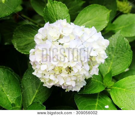 Hydrangea Suguk Festival In Taejongsa Buddhist Temple, Taejongdae, Busan, South Korea, Asia