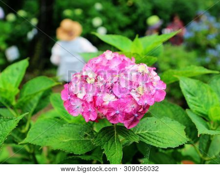 Hydrangea Suguk Festival In Taejongsa Buddhist Temple, Taejongdae, Busan, South Korea, Asia