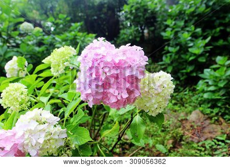 Hydrangea Suguk Festival In Taejongsa Buddhist Temple, Taejongdae, Busan, South Korea, Asia