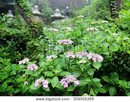 Hydrangea Suguk Festival In Taejongsa Buddhist Temple, Taejongdae, Busan, South Korea, Asia