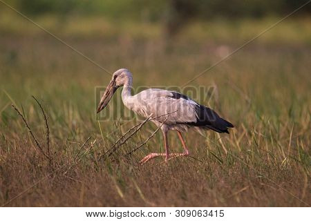 Open Billed Stork Or Anastomus Oscitans, India.