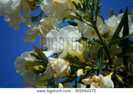Delicate Beautiful Flowers Of Oleander On The Coast Of Turkey