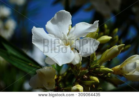 Delicate Beautiful Flowers Of Oleander On The Coast Of Turkey