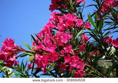 Delicate Beautiful Flowers Of Oleander On The Coast Of Turkey