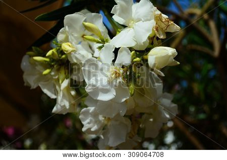 Delicate Beautiful Flowers Of Oleander On The Coast Of Turkey