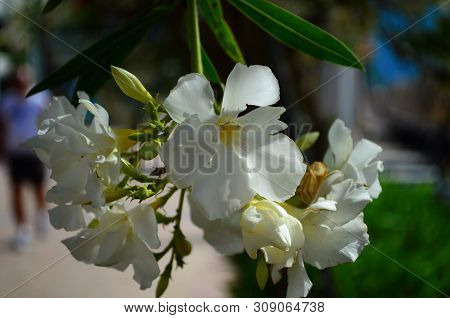 Delicate Beautiful Flowers Of Oleander On The Coast Of Turkey