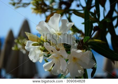 Delicate Beautiful Flowers Of Oleander On The Coast Of Turkey