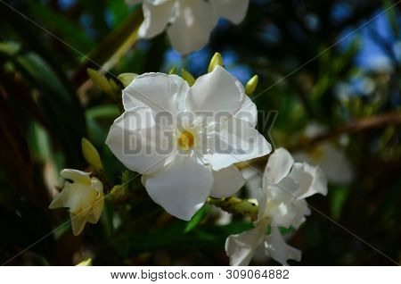 Delicate Beautiful Flowers Of Oleander On The Coast Of Turkey
