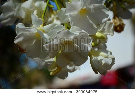 Delicate Beautiful Flowers Of Oleander On The Coast Of Turkey