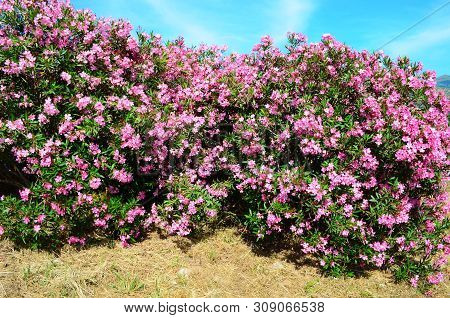 Delicate Beautiful Flowers Of Oleander On The Coast Of Turkey
