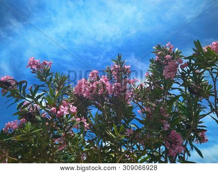 Delicate Beautiful Flowers Of Oleander On The Coast Of Turkey