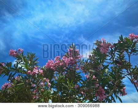 Delicate Beautiful Flowers Of Oleander On The Coast Of Turkey