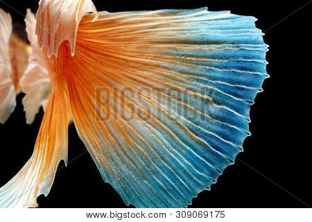 Beautiful Style Of Betta Fish, Siamese Fighting Fish, Betta Splendens (halfmoon Betta), Isolated On