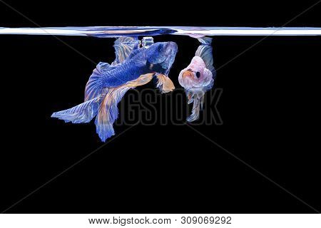 Beautiful Style Of Betta Fish, Siamese Fighting Fish, Betta Splendens (halfmoon Betta), Isolated On