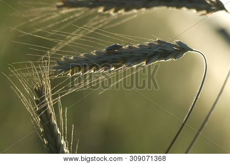 Lighting A Beautiful Warm Summer Evening Sun Ripe Rye Ears Growing In The Field