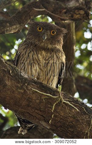 Brown Fish Owl, Ketupa Zeylonensis At Kolhapur In Maharashtra, India.