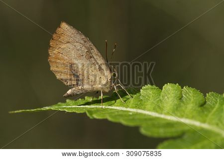 Common Mottle, Miletus Chinensis, Namdapha Tiger Reserve In Arunachal Pradesh, India