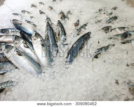 Top View Of Fresh Mackerel Or Saba On Ice For Sale In The Fish Market At Thailand, Seafood As A Back