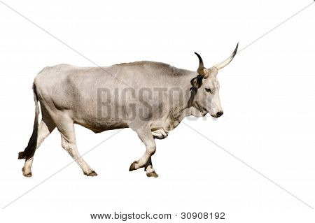 Maremmana Cow