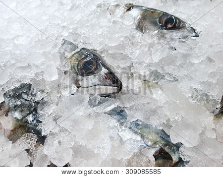Top View Of Fresh Mackerel Or Saba On Ice For Sale In The Fish Market At Thailand, Seafood As A Back
