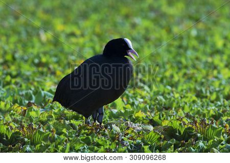 Common Coot In Kolhapur In Maharashtra, India