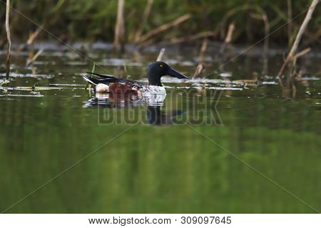 Northern Shoveler At Bhigvan In Pune, Maharashtra, India