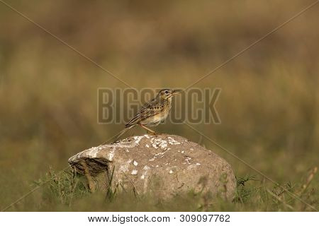 Paddy Field Pipit At Kolhapur In Maharashtra, India.