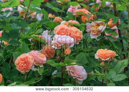 Blooming Yellow Orange Roses In The Garden On A Sunny Day. Charles Austin Rose
