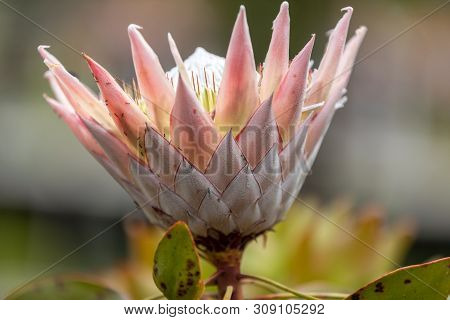 King Protea Or  Protea Cynaroides The National Flower Of South Africa