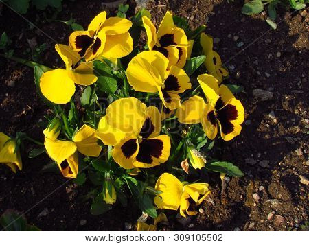 Pansy, Botany Name Viola Wittrockiana, Family Violaceae