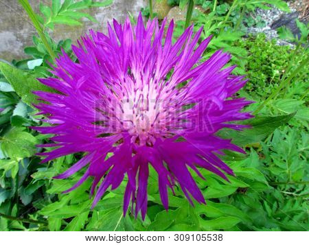 Centaurea Dealbata, Dark Pink Blossom With White Middle, Named Also Persian Cornflower Or Persian Co
