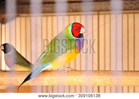 A Nice Gouldian Finch Bird Inside The Cage