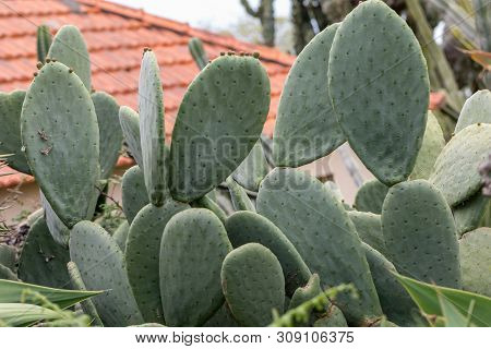 Opuntia Vulgaris Is A Species Of Cactus That Has Long Been A Domesticated Crop Plant Important In Ag