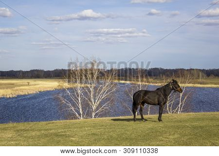 Dark Horse On A Green Spring Meadow Against The Background Of A River Valley With A Forest And Dry R