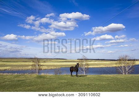 Dark Horse On A Green Spring Meadow Against The Background Of A River Valley With Dry Reeds Under A 