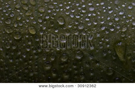 Foglia verde con gocce d'acqua