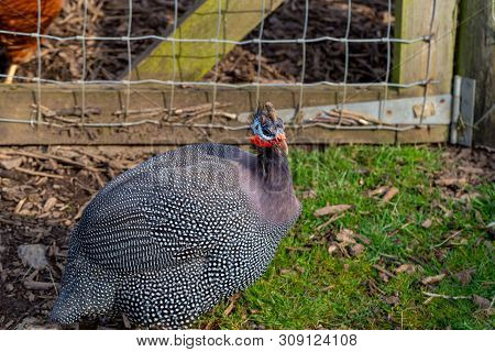 Male Guinea Fowl (numida Meleagris) On A Farm