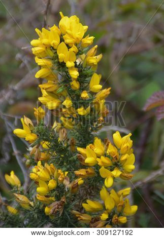 Spring Day With Flowering Yellow Whin Shrub Blooming.