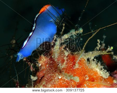 Closeup And Macro Shot Of Red-tipped Flatworm During A Leisure Dive In Mabul Island, Semporna, Tawau