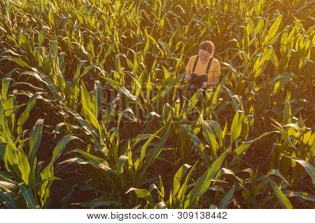 Agronomist Farmer Woman Using Tablet Computer In Corn Field. Aerial View Of Female Farm Worker In Ma