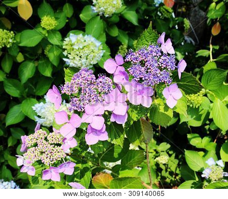 Hydrangea Suguk Festival In Taejongsa Buddhist Temple, Taejongdae, Busan, South Korea, Asia
