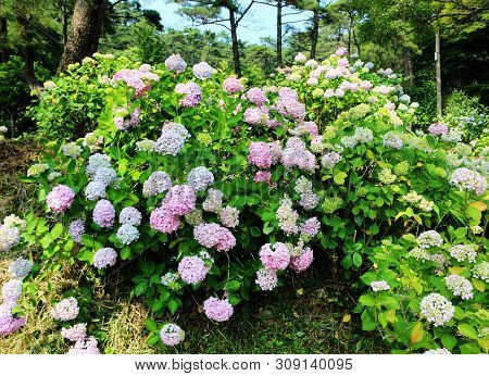 Hydrangea Suguk Festival In Taejongsa Buddhist Temple, Taejongdae, Busan, South Korea, Asia
