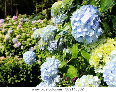 Hydrangea Suguk Festival In Taejongsa Buddhist Temple, Taejongdae, Busan, South Korea, Asia