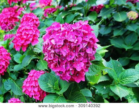 Hydrangea Suguk Festival In Taejongsa Buddhist Temple, Taejongdae, Busan, South Korea, Asia